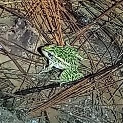 Lithobates lenca