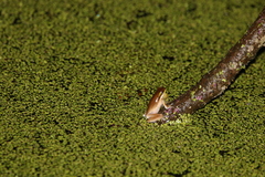 Litoria fallax