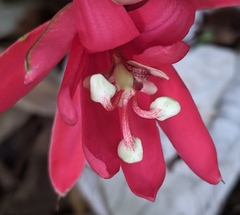 Passiflora glandulosa