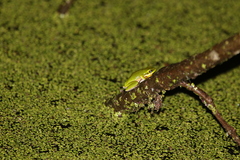 Litoria fallax