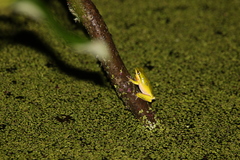 Litoria fallax