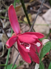 Passiflora glandulosa