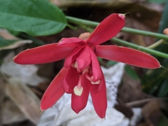 Passiflora glandulosa