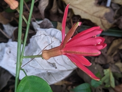 Passiflora glandulosa
