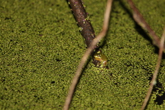 Litoria fallax