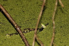 Litoria fallax