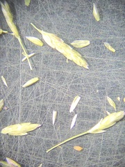 Eragrostis pectinacea pectinacea