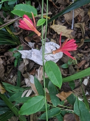 Passiflora glandulosa