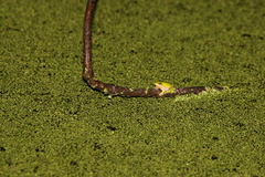 Litoria fallax