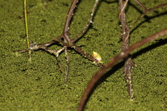 Litoria fallax