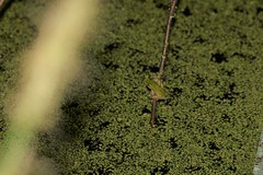 Litoria fallax