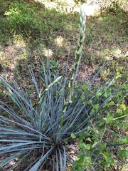 Yucca necopina
