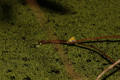 Litoria fallax