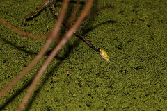Litoria fallax