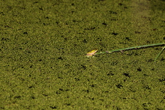 Litoria fallax