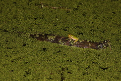 Litoria fallax