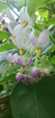Solanum corymbiflorum