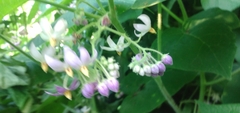 Solanum corymbiflorum