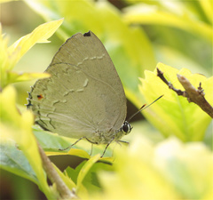 Strephonota ambrax