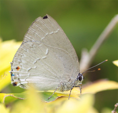 Strephonota ambrax