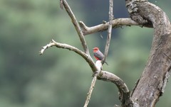 Pyrocephalus rubinus