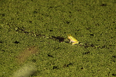 Litoria fallax