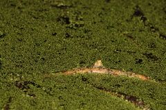Litoria fallax
