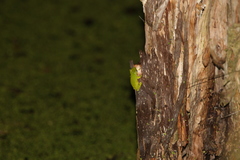 Litoria fallax