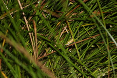 Litoria fallax