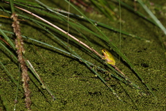 Litoria fallax