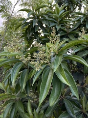 Miconia prasina