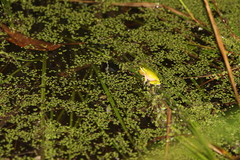 Litoria fallax