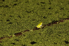 Litoria fallax