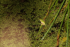 Litoria fallax