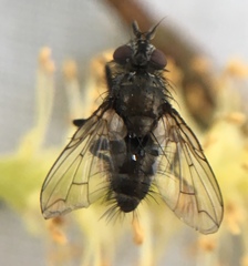 Periscepsia spathulata