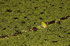 Litoria fallax