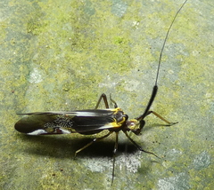 Dictyopsocus pennicornis