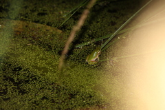 Litoria fallax