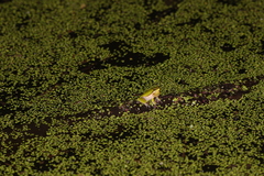 Litoria fallax