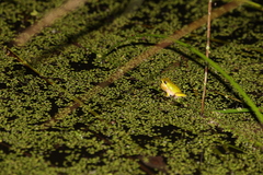 Litoria fallax