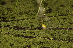 Litoria fallax