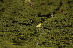 Litoria fallax