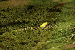 Litoria fallax