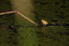 Litoria fallax