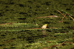 Litoria fallax