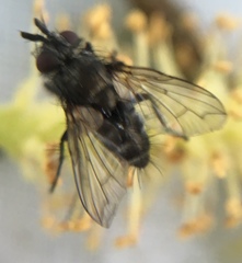 Periscepsia spathulata