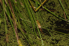 Litoria fallax