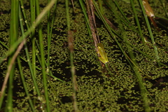 Litoria fallax