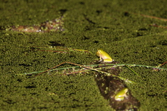 Litoria fallax