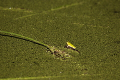 Litoria fallax